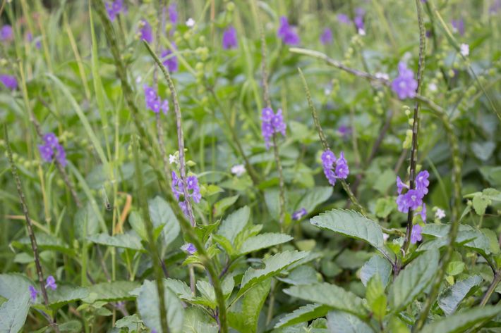 Beauty! Tiny flowers